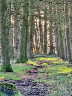 Mudy path through a mosy woodland with tall trees and golden sunlight filtering through