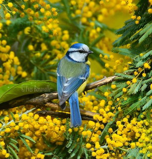 Blue Tit Bird