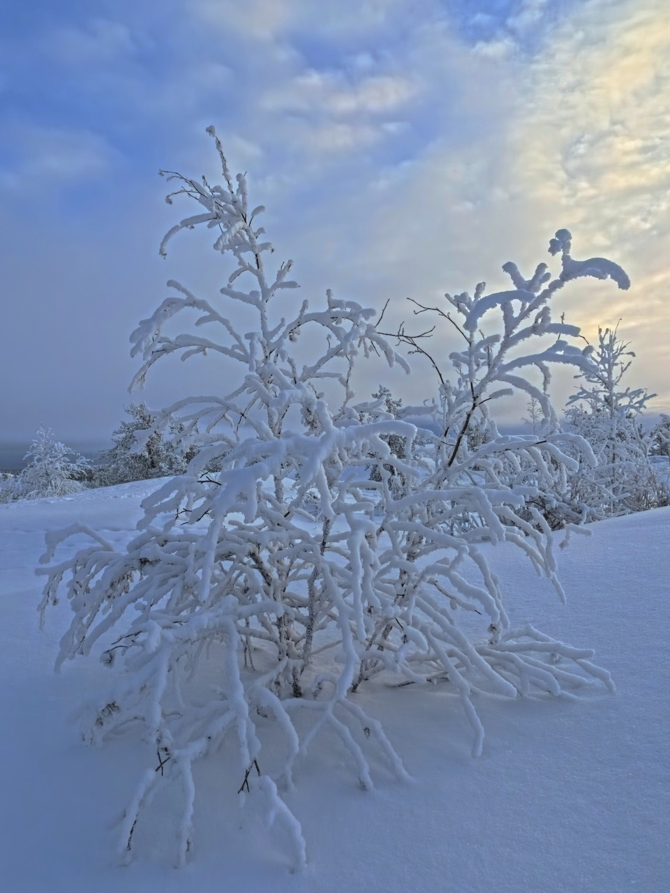 Snow-Covered Bush Winter