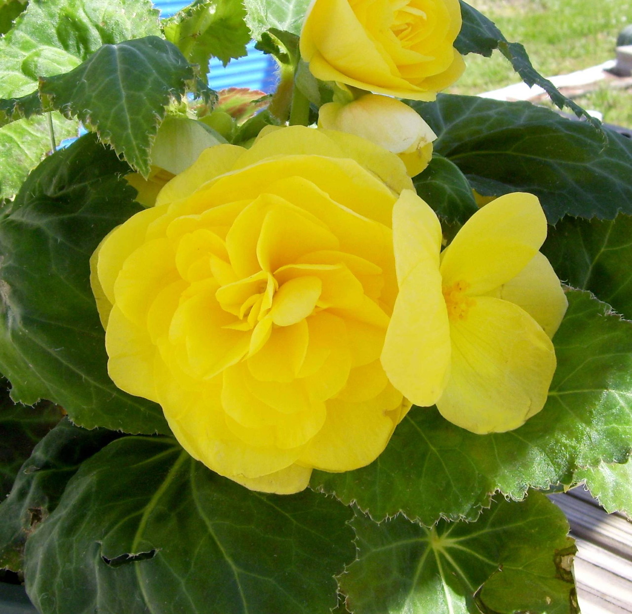 Close-up of yellow begonia flowers with green leaves