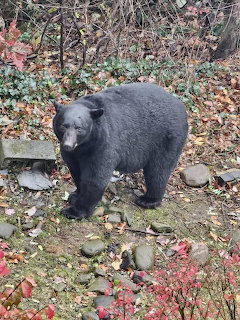 Black bear standing on a leaf-covered rocky forest floor near brush