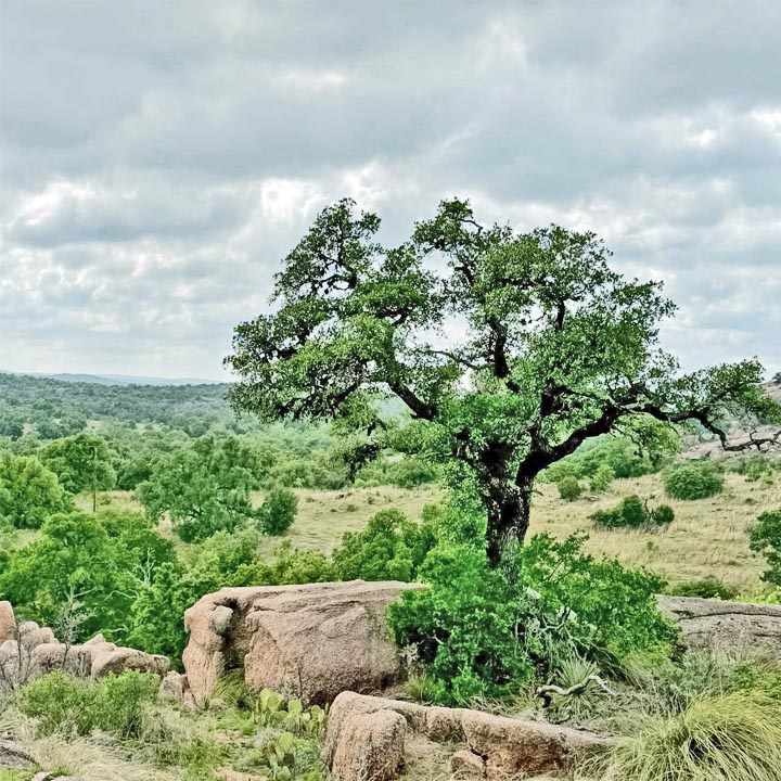 Lone tree with large rocks in savanna landscape under cloudy sky