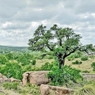 Tree and Rocks Landscape