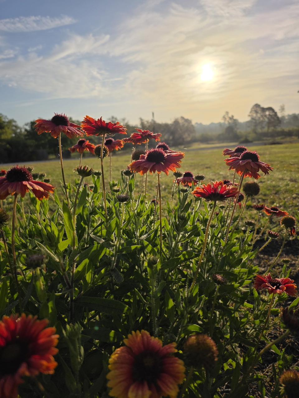 Garden flowers blooming at sunrise with warm golden light