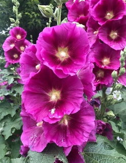 Close-up of bright pink hollyhock flowers with green foliage