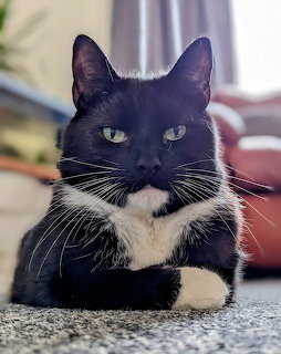Black and white tuxedo cat with green eyes sitting indoors