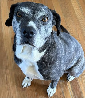 Senior dog with graying face and white chest sitting on wood floor looking up