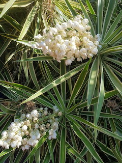 Close-up of white yucca flower clusters among long, spiky green leaves