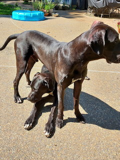 Brown Dog with Puppy