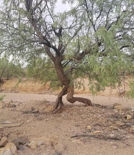 Twisted tree with gnarled trunk and spreading branches in a dry desert landscape
