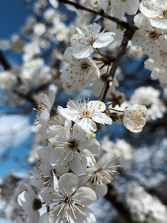 White wild plum flowers with yellow centers blooming on dark branches against blue sky