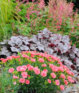 Coral pink dianthus flowers with dark purple heuchera leaves and pink astilbe blooms in garden setting
