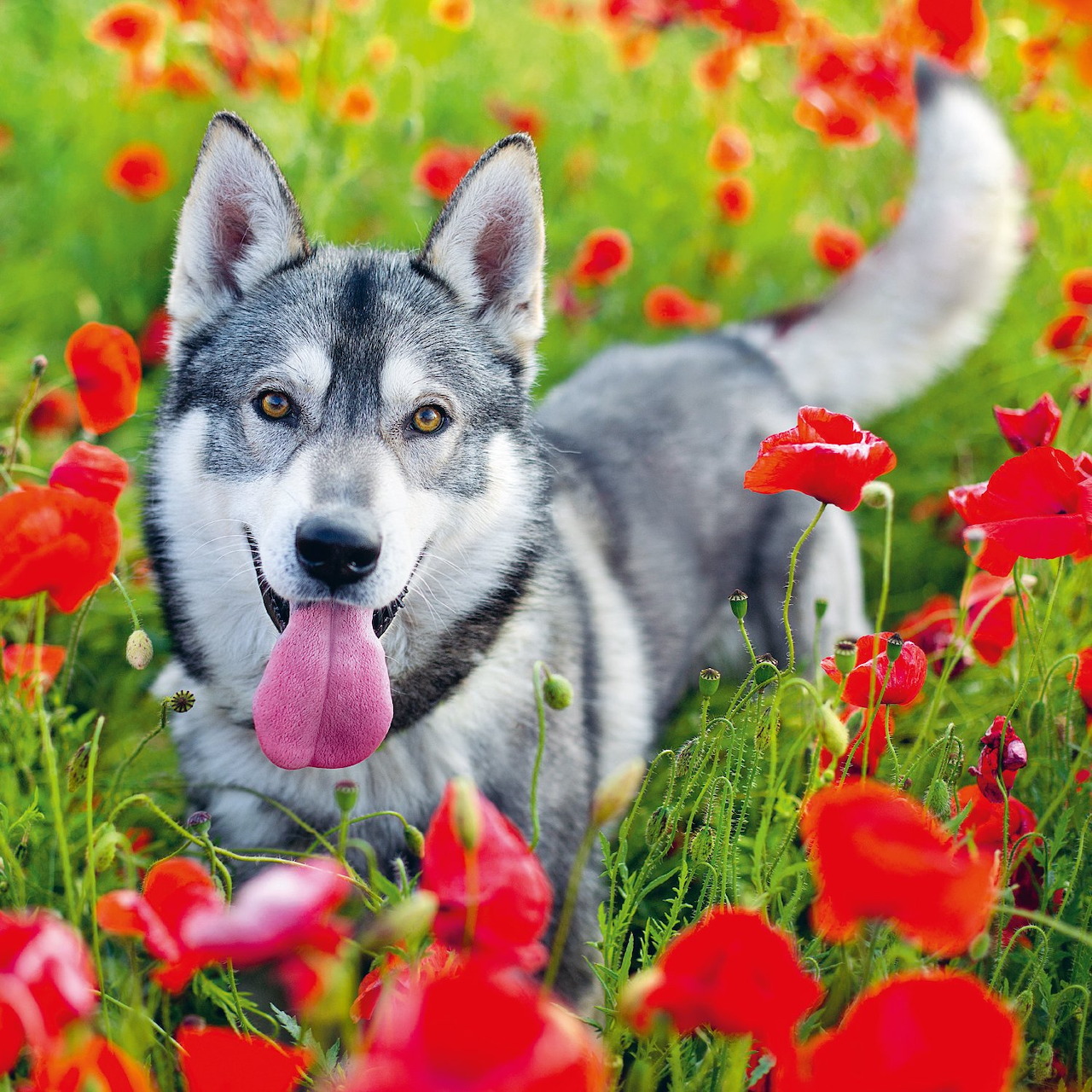 Gray husky with blue eyes sitting in a field of red poppies