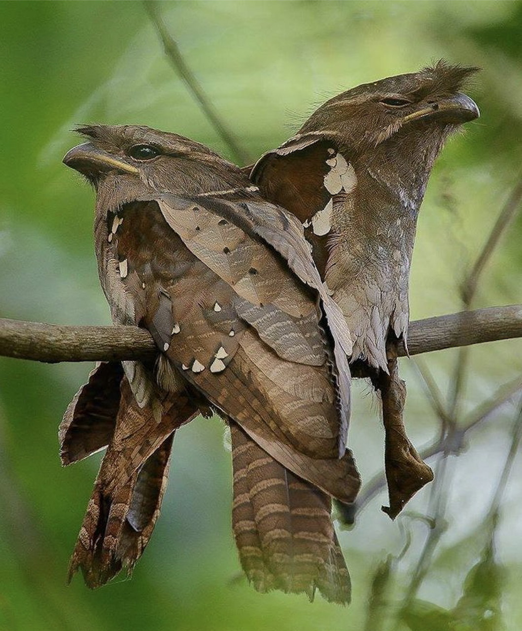Two Dulit frogmouth birds perched together on a branch in a green forest setting.