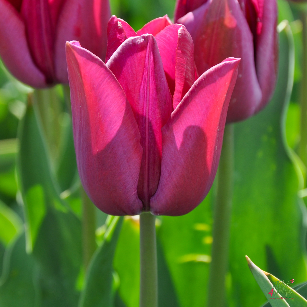 Burgundy Tulips in Bloom