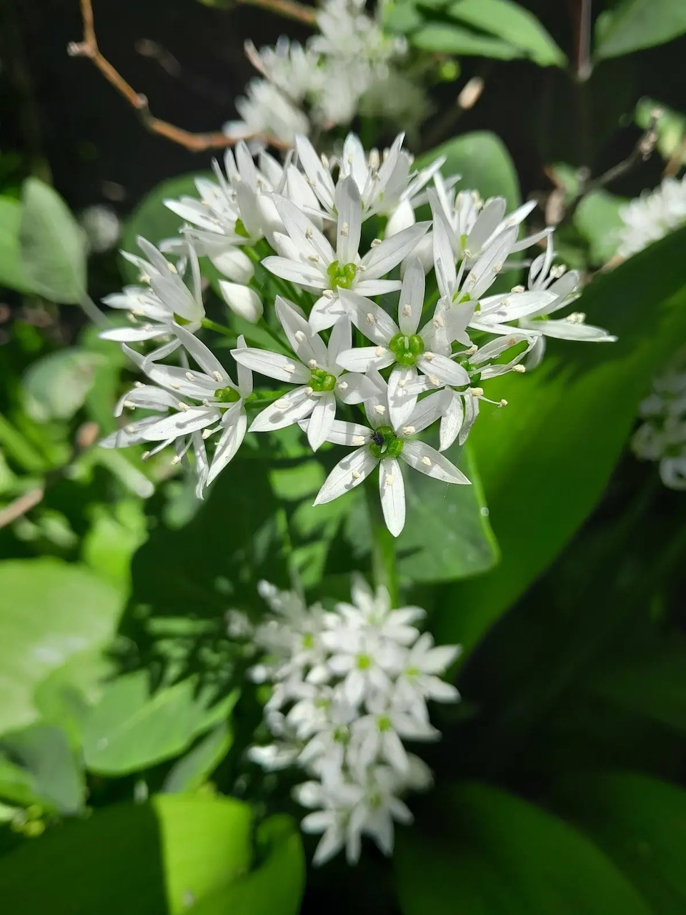 Wild garlic plant with clusters of white star-shaped flowers and broad green leaves outdoors