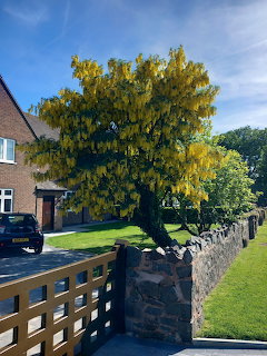 Laburnum tree with cascading yellow flowers in a front garden beside a brick house on a sunny day