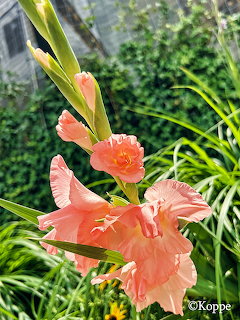 Pink gladiolus flowers bloming on a tall stalk with green garden foliage in the background