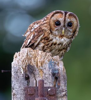 Tawny Owl