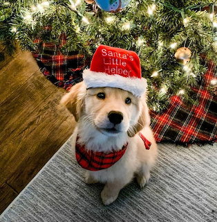 Christmas Puppy
