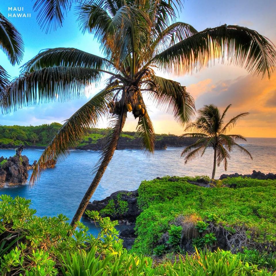 Sea and palms