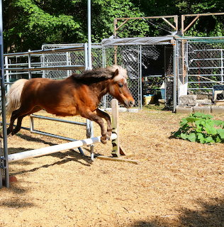 Bay horse jumping over a low white rail fence in a paddock with wood chips on the ground