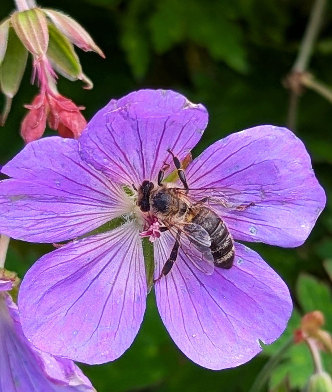 Bee collecting pollen from a purple geranium flower with visible veins on petals