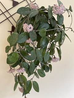 Hoya Plant with Pink Flowers