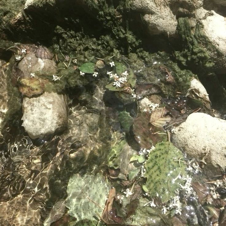 White flowers floating on clear water between mossy rocks in a natural stream