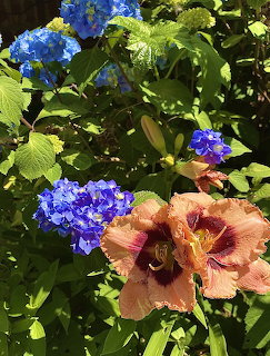 Hydrangea and Daylilies Garden