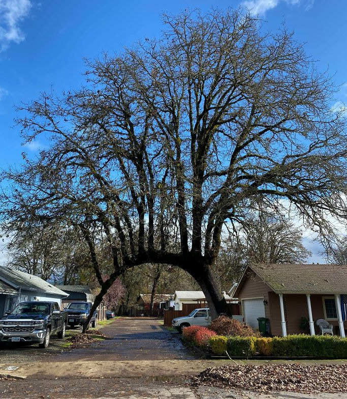 Large bare oak tree arching over a driveway in a suburban neighborhood with houses and a truck visible
