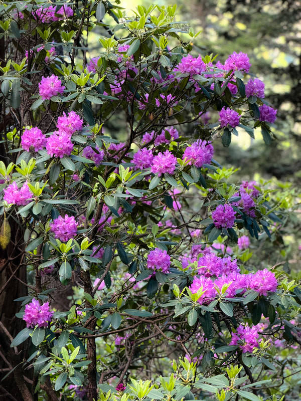 Purple-pink rhododendron flowers bloming among green leaves in a shaded garden
