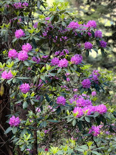 Rhododendron Shrub in Bloom