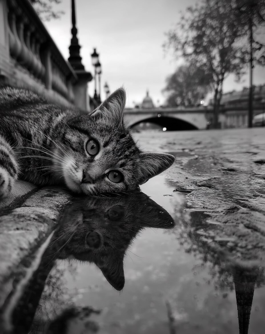 Black and white photo of a tabby cat lying by a puddle near a bridge