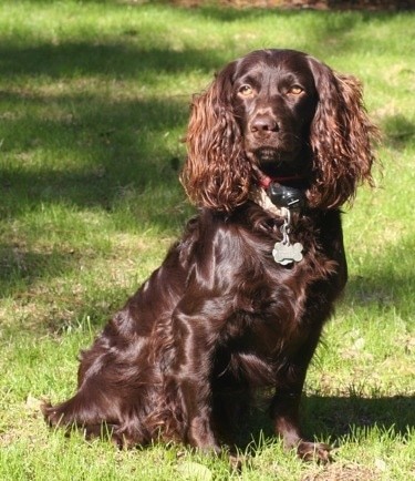 Chocolate brown Boykin Spaniel with wavy coat sitting on green grass outdoors
