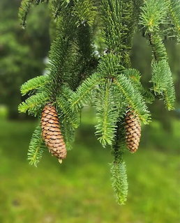 Picea Pine Cones Branch