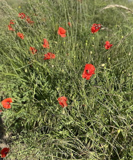 Red popy flowers scattered among tall green grass and weds in a wild meadow