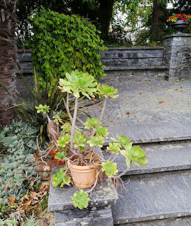 Potted Plants on Steps