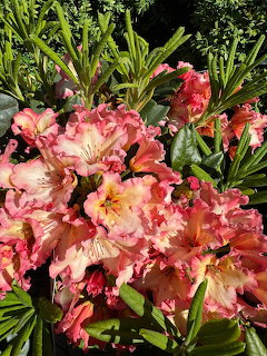 Close-up of pink rhododendron flowers with green leaves in sunlight