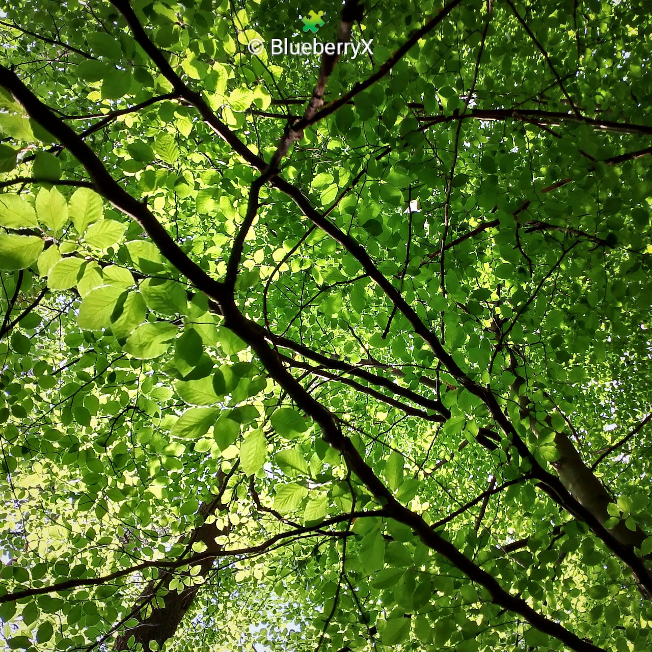 Young Beech Leaves