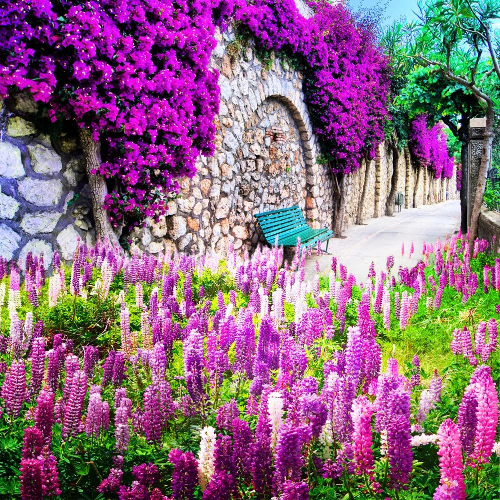Stone pathway through garden with purple lupines and magenta bougainvillea arch