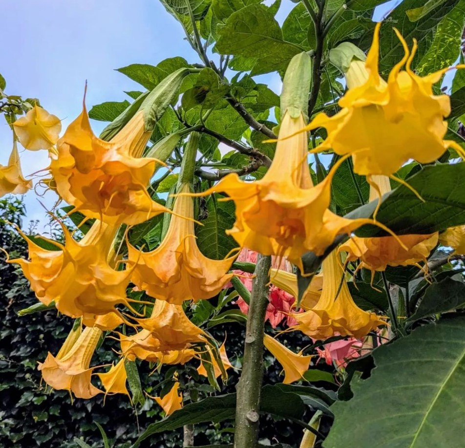 Angel Trumpet Flowers