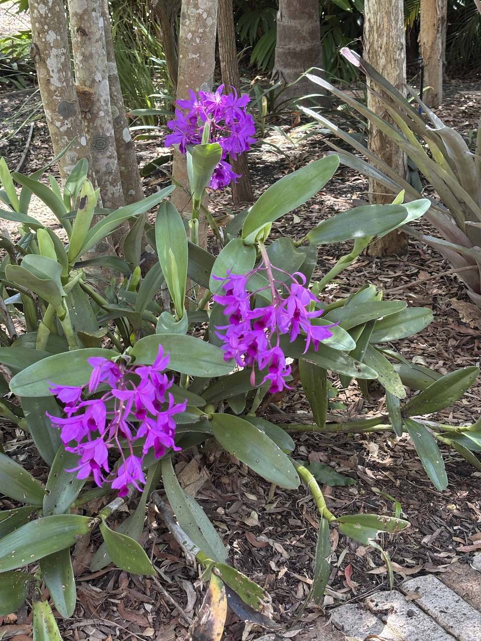Purple orchid flowers with green leaves blooming in garden with wooden fence and mulch
