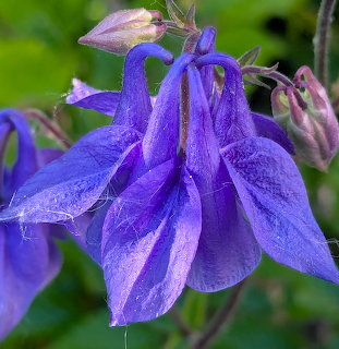 Purple Columbine Flower