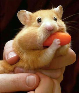 Golden hamster holding a piece of carrot in its paws while being gently held in a human hand