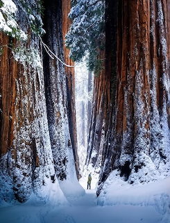 Snowy forest path between giant sequoia trees in winter with mist