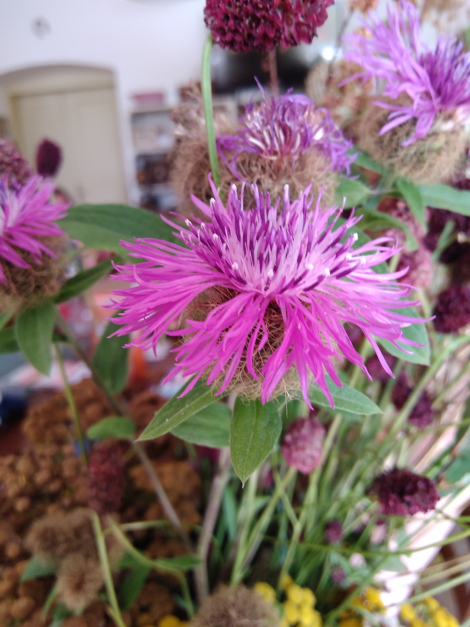 Close-up of pink thistle flowers with green leaves and stems