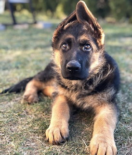German Shepherd puppy lying on dry grass outdoors