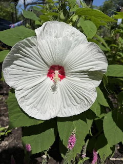 White hibiscus flower with pink and red center against green foliage