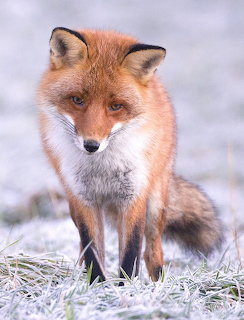 Red fox standing in frosty grass and looking toward the camera
